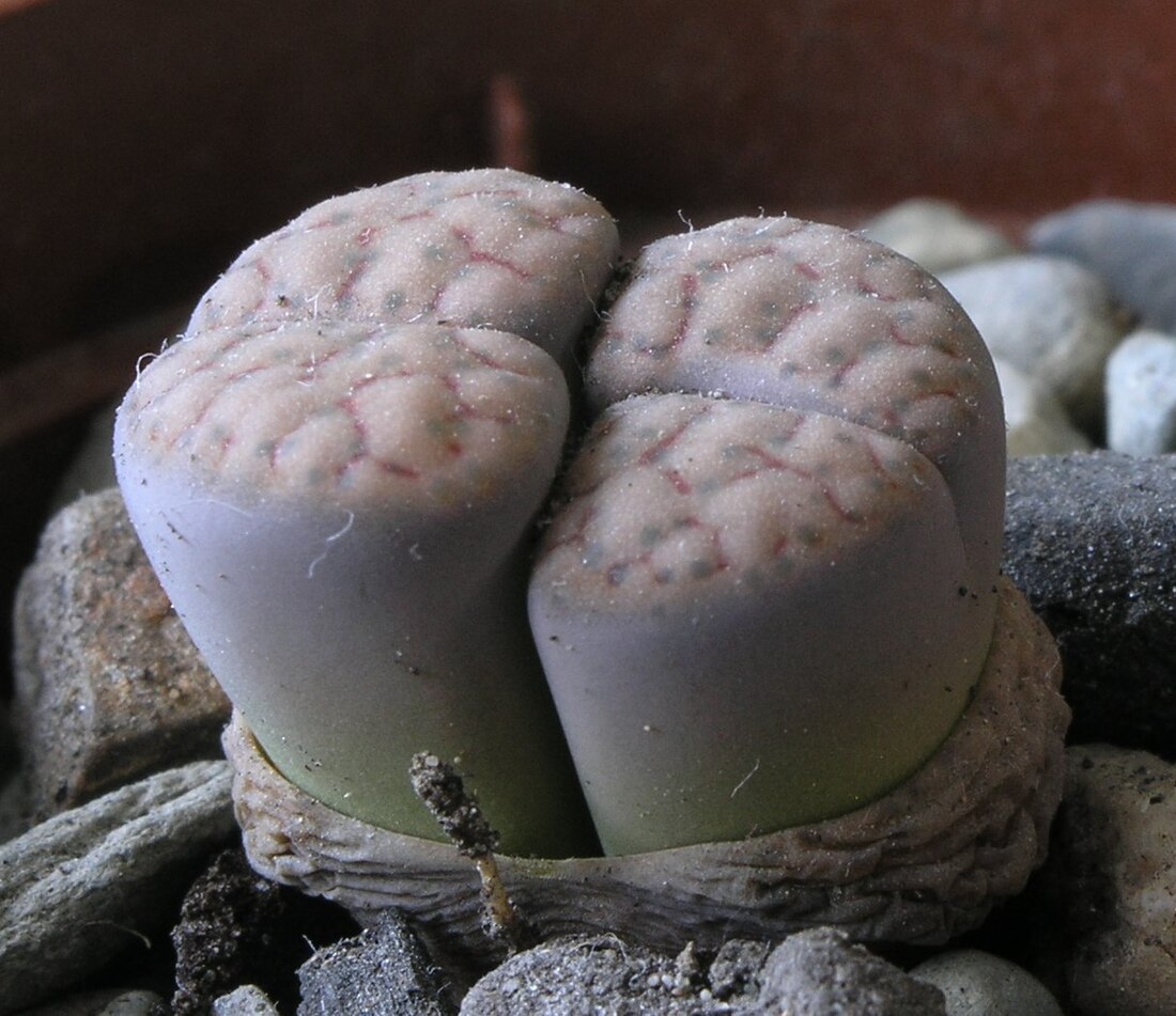 File:Lithops schwantesii IB 1.jpg