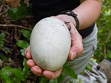 Fotografie vejce v lidské dlani; vejce pokrývá většinu dlaně