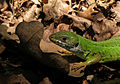 * Nomination Green Lizard on dead leaves --Moise Nicu 12:33, 30 June 2009 (UTC) * Promotion Great! Lycaon 21:50, 30 June 2009 (UTC)