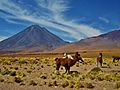 "Llamas,_volcan_Licancabur,_Atacama,_Chile.JPG" by User:Clfa12