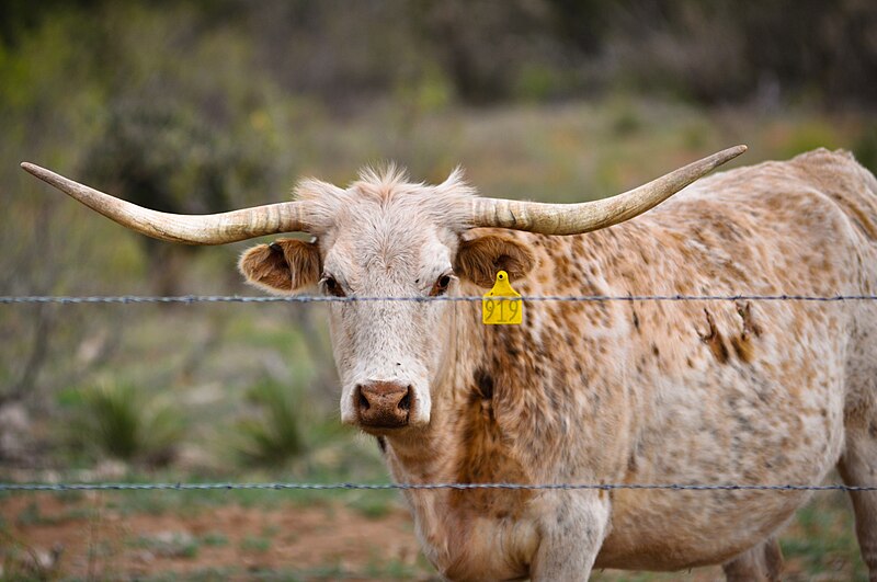 File:Longhorn Cattle New Mexico Ranch.jpg