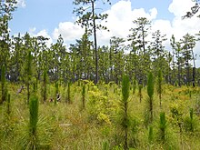 Naturally regenerated longleaf pines in DeSoto National Forest, Mississippi LongleafPine.jpg