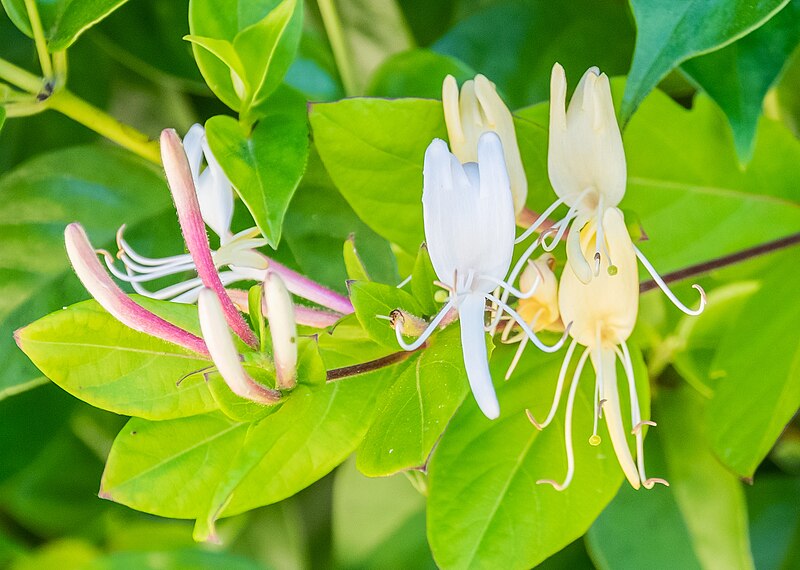 File:Lonicera japonica in Abel Tasman NP (cropped).jpg