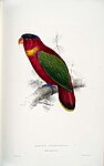 Lorius domicella -painting by Edward Lear (approx 1832).jpg