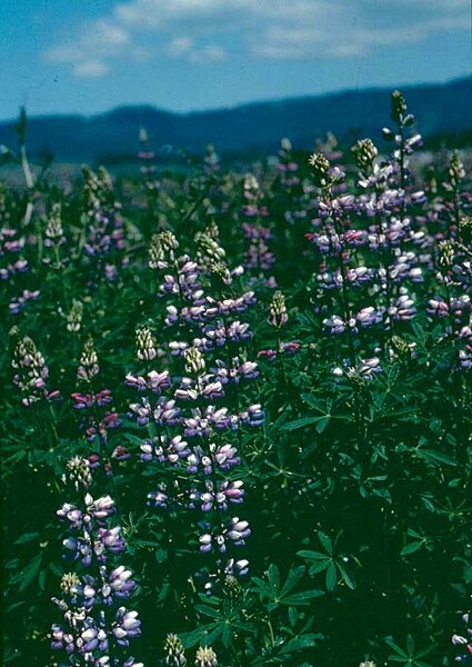 File:Lupinusalbicaulis.jpg