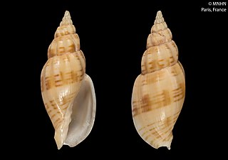 <i>Lyria poppei</i> Species of sea snail