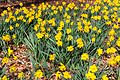 * Nomination Narcissus in the park (at the Weseler Straße) in Münster, North Rhine-Westphalia, Germany --XRay 09:50, 25 March 2017 (UTC) * Promotion Good quality. -- Johann Jaritz 10:25, 25 March 2017 (UTC)