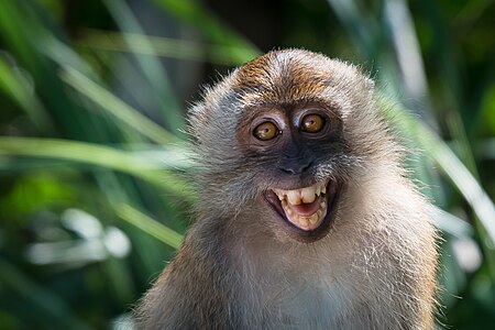 Macaca fascicularis in Tarutao National Marine Park