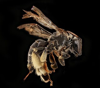 <i>Macropis patellata</i> Species of bee