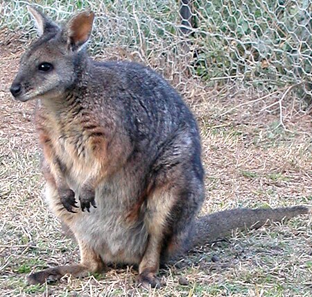 Macropus_eugenii