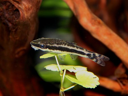 Otocinclus affinis