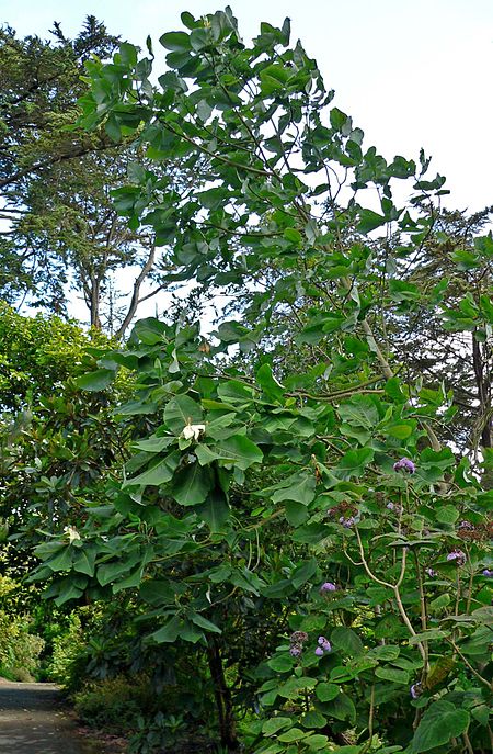 Tập_tin:Magnolia_dealbata_1.jpg