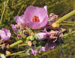 <i>Malacothamnus fasciculatus</i> Species of flowering plant