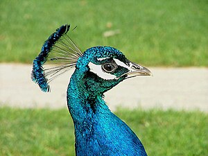 Male Indian Blue Peacock.jpg