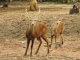 Male and young Bawean deer (Axis kuhli) is an endemic fauna on Bawean Island. 02