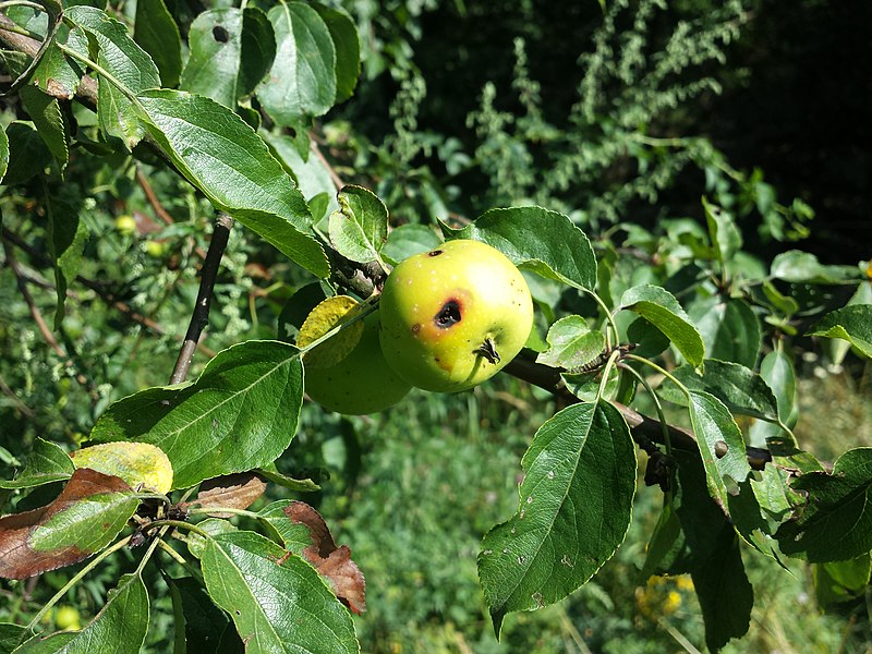 File:Malus dasyphylla sl56.jpg