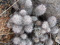 Mammillaria dioica