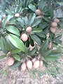 Manilkara zapota fruits.jpg