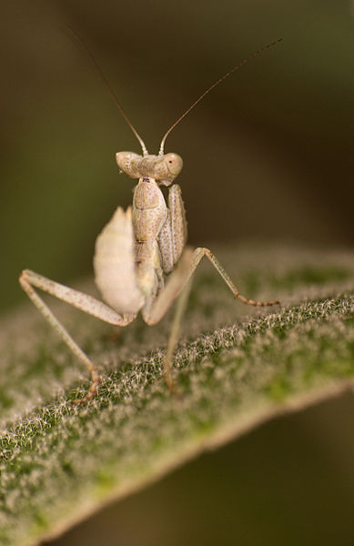 File:Mantis 2 (15700251217).jpg