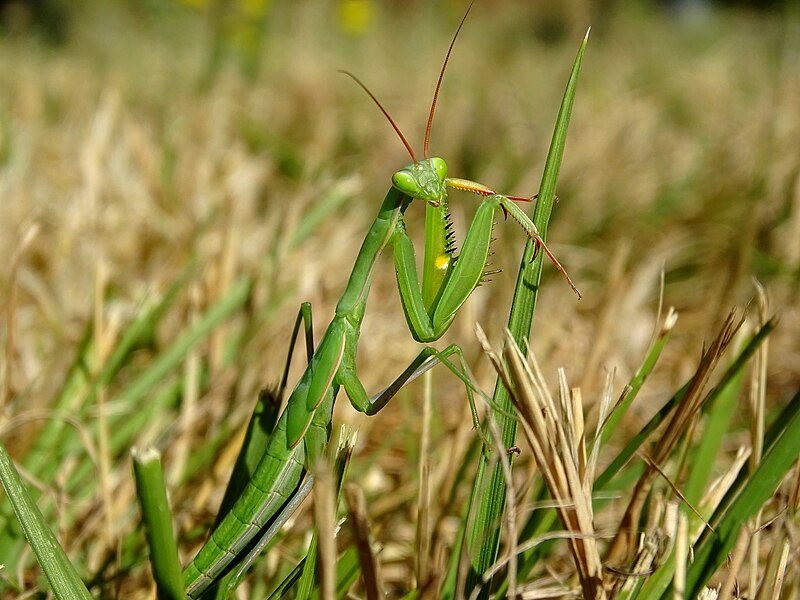 File:Mantis religiosa in the grass.jpg