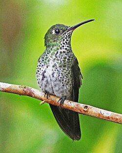 In eastern Ecuador showing its namesake spots Many-spotted Hummingbird JCB.jpg