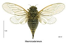 Maoricicada tenuis female.jpg