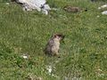 Marmota camtschatica01.jpg