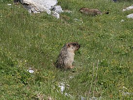 Marmota de cabeza negra