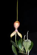 Masdevallia setacea