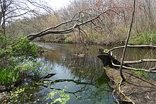 Massapequa Creek uncut 2021 (1) jeh.jpg