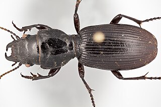 <i>Mecodema kokoroiho</i> Species of beetle