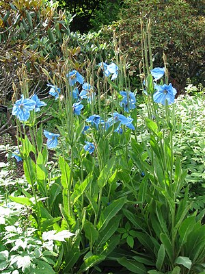 Cultivar Meconopsis 'Slieve Donard'