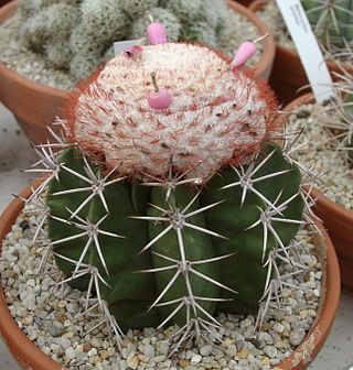 <i>Melocactus violaceus</i> Species of cactus
