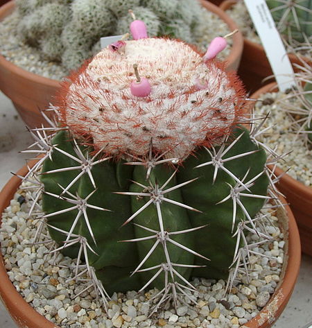 Melocactus violaceus