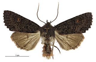 <i>Meterana vitiosa</i> Species of moth