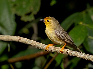 <span class="mw-page-title-main">Orange-fronted plushcrown</span> Species of bird