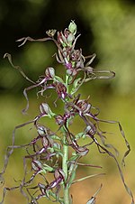 Miniatura per Himantoglossum adriaticum