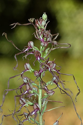 <i>Himantoglossum</i> Species of orchid