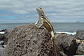 * Nomination San Cristóbal lava lizard (Microlophus bivittatus), San Cristóbal Island, Galápagos, Ecuador. By User:Adavyd --Rubin16 06:55, 24 April 2015 (UTC) * Decline Insufficient quality. Nice shot but unfortunately with inadequate equipment --Moroder 21:20, 27 April 2015 (UTC)