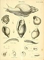 Mollusca (Plate CCCLXVII) (8100076977).jpg