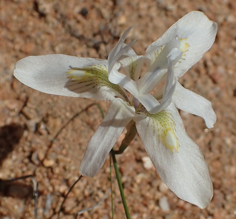 Moraea iridioides Flower Seeds