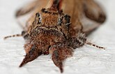   Notodonta ziczac (Notodontidae) Pebble Prominent Moth