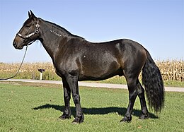 slecht Persoon belast met sportgame helper Mustang (paard) - Wikipedia