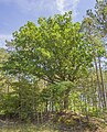 * Nomination Natural monument "English oak near Alsleben" --Plozessor 05:03, 25 February 2024 (UTC) * Promotion  Support Good quality.--Agnes Monkelbaan 05:12, 25 February 2024 (UTC)