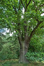 Peace oak (another photo in the image description)