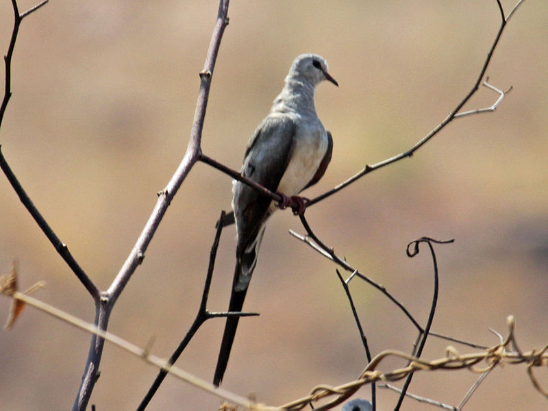 File:Namaqua Dove female RWD.jpg