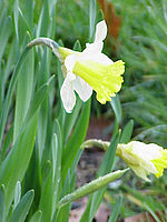 ラッパスイセン Narcissus pseudonarcissus