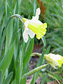 Yalançı nərgizgülü (Narcissus pseudonarcissus)