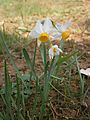 Narcissus tazetta subsp. italicus