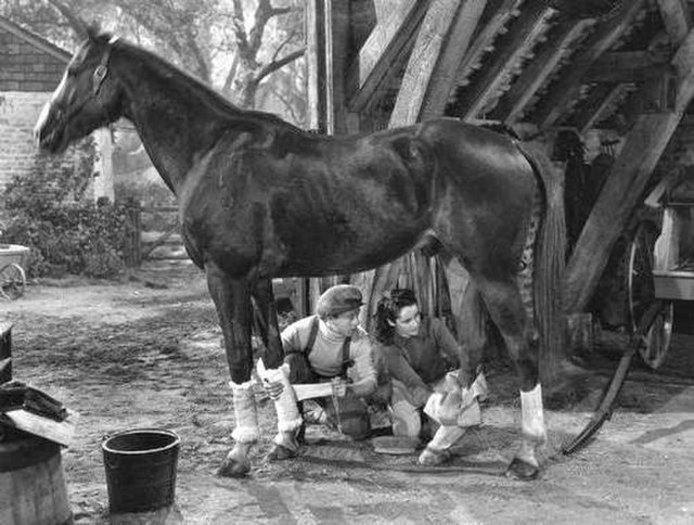 Mi and Velvet bandaging the Pie's legs